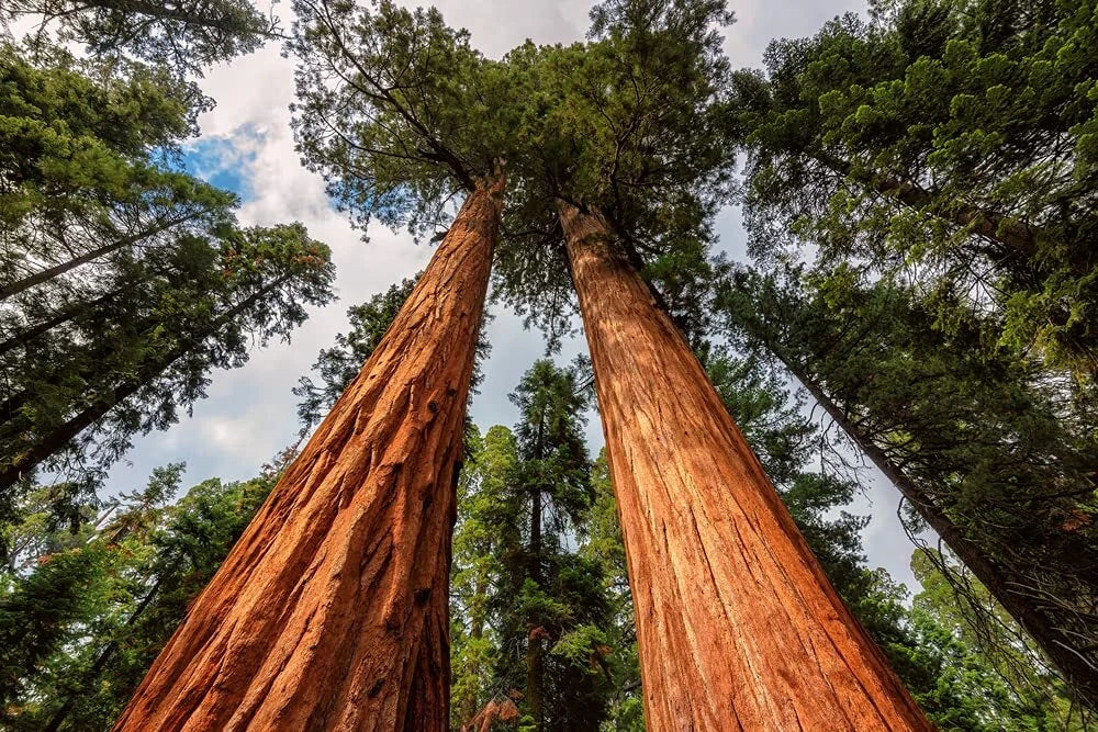Redwood Sequoia Tree Seeds - 25 Seeds for Bonsai & Landscape - Sequoiadendron giganteum - Ships from USA