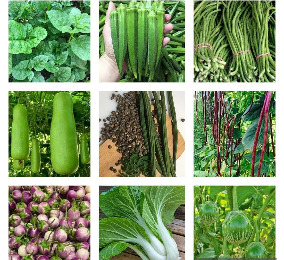 Non-GMO Heirloom Vegetable Seeds Bundle – 10 Varieties Organic Gardening Essentials for Home Gardens
