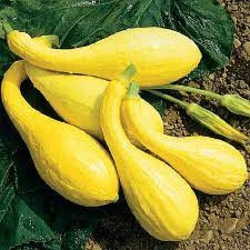 Premium Crookneck Yellow Squash Seeds - Organic Heirloom Cucurbita pepo