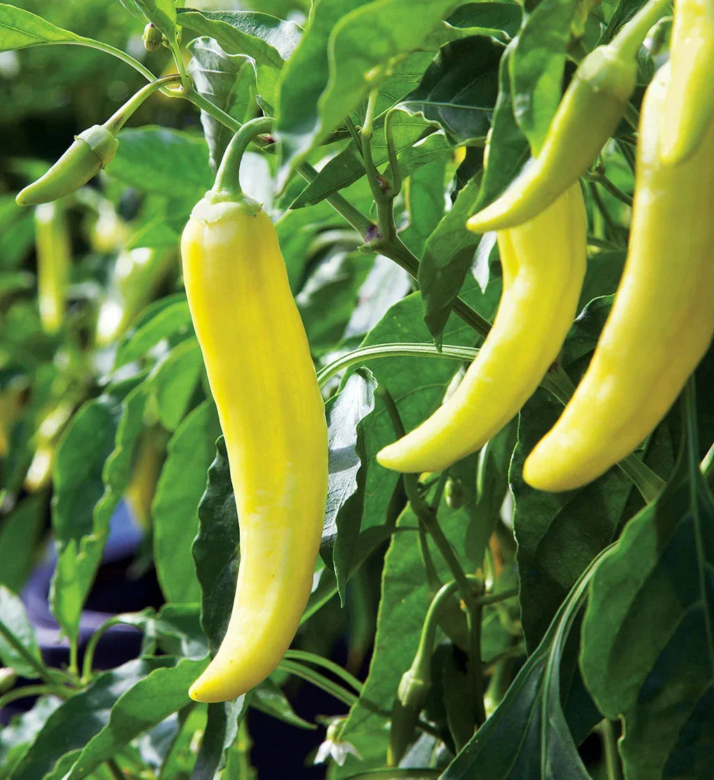 Banana Pepper Seeds - 500 Scoville Mild Yellow Capsicum annuum for Home Gardening, Salsas, Pickling