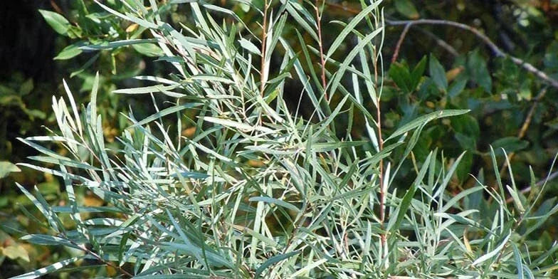 Coyote Willow Shrub Cuttings, Salix exigua, Native Wetland Plant, Fast-Growing Shrub for Water Gardens