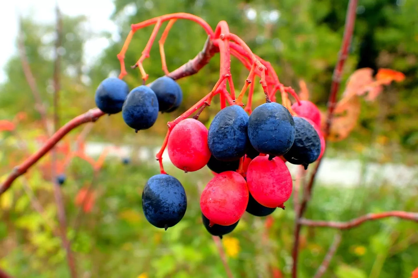 Nannyberry Seeds for Planting - Viburnum lentago - Native Fruit Tree Seeds - Wildlife Attracting Shrubs - 30 Count