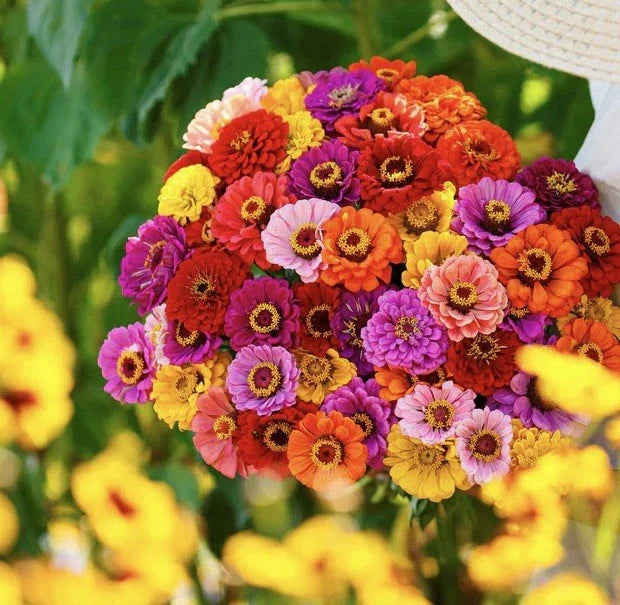 Zinnia Seed Mix 150+ California Giants (Zinnia elegans) - USA Seller