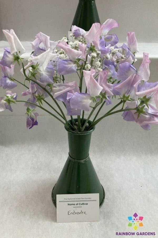 Sweet Pea Seeds - Enchante Variety, Climbing Plant, Fragrant Blooms, Lathyrus odoratus, Garden Seeds, 50+ Pack, USA