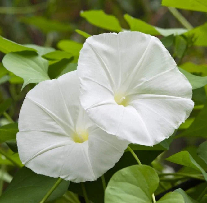 Moonflower Seeds - 25 Non-GMO White Fragrant Night Blooming Vine Ipomoea alba