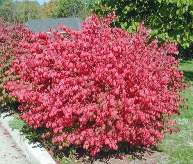 Euonymus Alatus Dwarf Burning Bush Shrub - Bare Root, Green Foliage, Hardy Landscape Plant, Low Maintenance Garden Shrub