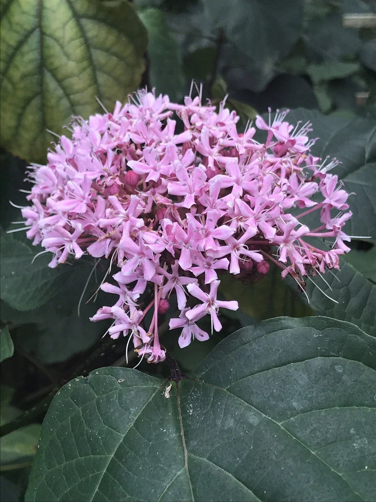 Heirloom Pink Mexican Hydrangea Plant - Rooted Hydrangea macrophylla for Attracting Butterflies & Hummingbirds