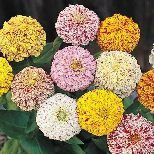 Zinnia Seeds Peppermint Stick Mix Candy Striped Flowers Non-GMO 200 Seeds - Zinnia elegans, Annual, Bright Pollinator Attracting