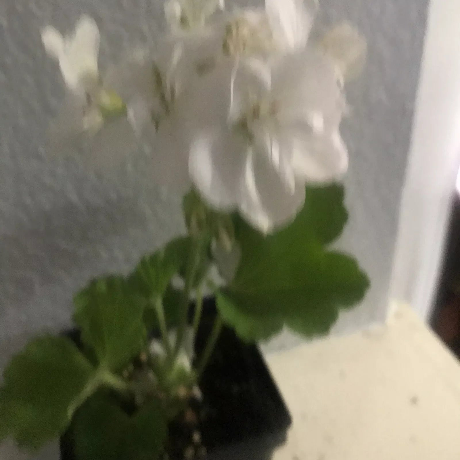 Live Rooted Geranium Plant 1 Gallon White Flowers Fragrant Pelargonium graveolens for Gardens & Containers