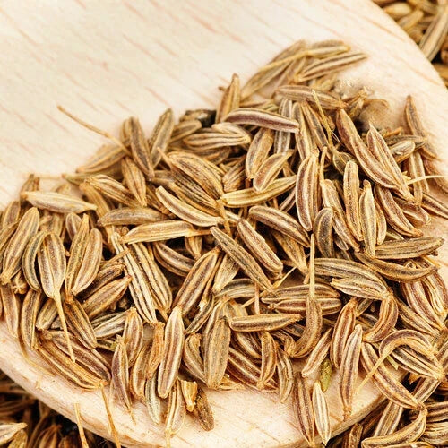 Cumin Herb Seeds – Organic Non-GMO Heirloom Cuminum cyminum for Indoor & Outdoor Planting, 100 Seeds