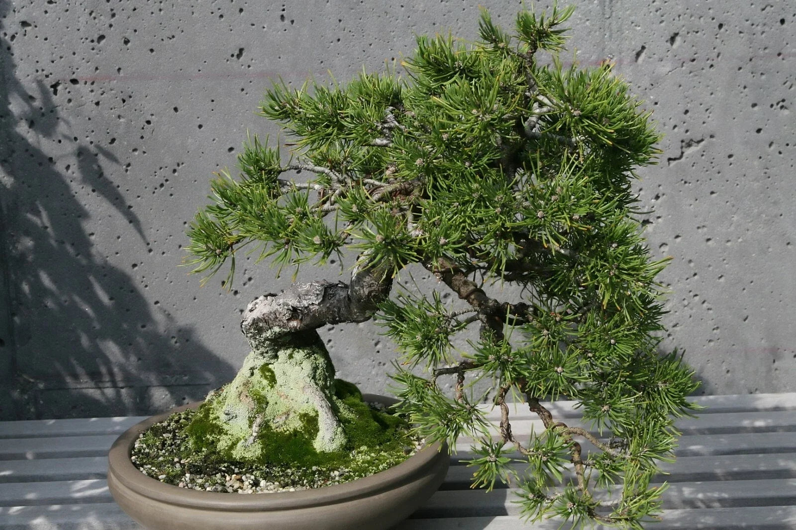 Mugo Pine Seeds - 25 Pack, Dwarf Evergreen Conifer, Pinus mugo mughus, Landscaping and Garden Use