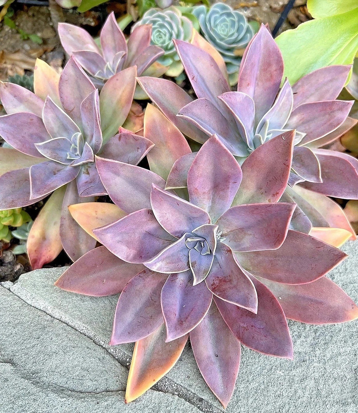 Rare Succulent Graptoveria Fred Ives 4-Inch Live Plant for Indoor Decor, Gift, Easy Care, Rosette, Succulent Plant