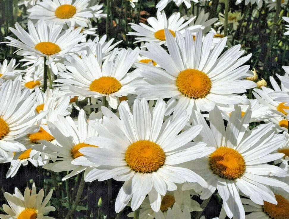 Shasta Daisy Seeds 200 Count – Hardy Leucanthemum × superbum with White Flowers and Yellow Centers for Garden Beds