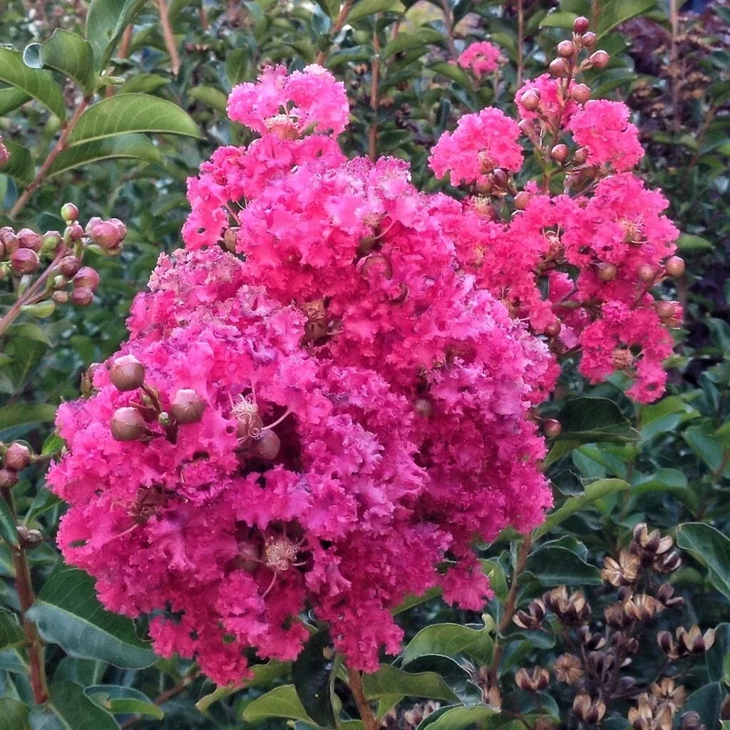 Lagerstroemia Indica Dark Pink Crepe Myrtle 6" Cuttings Live Plant Tree Perennial Evergreen Climbing