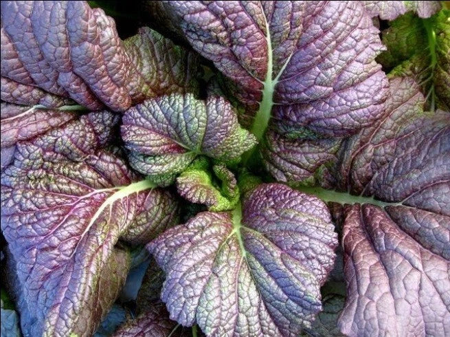 Red Giant Mustard Seeds - Heirloom Spicy Greens for Salads & Cooking, Brassica juncea, 20K Seeds