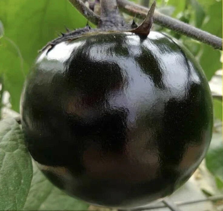 Round Black Eggplant Seeds - High Yield Green Asian Vegetable - Solanum melongena, 30+ Seeds