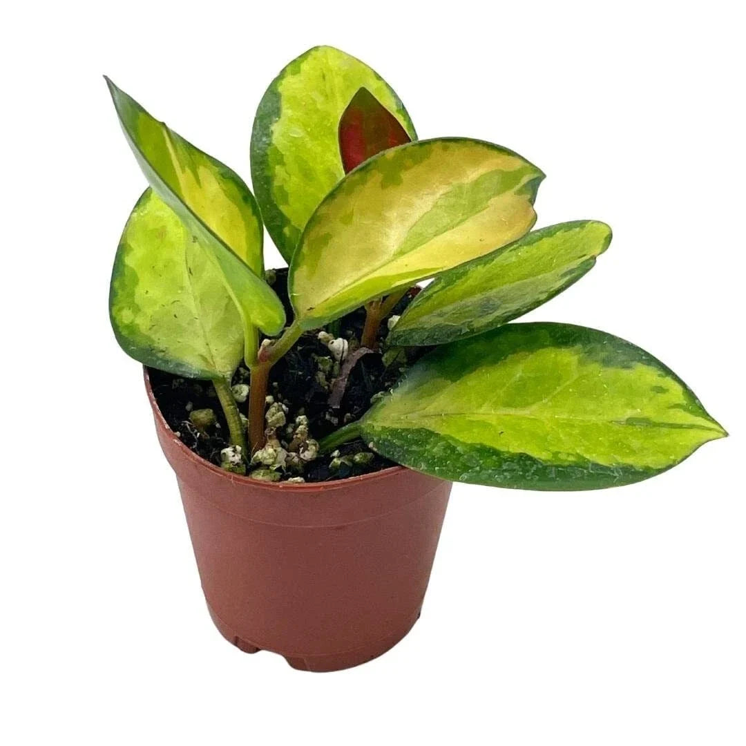 Variegated Hoya Australis Plant in 2-Inch Pot | Live Rooted Succulent Indoor Houseplant