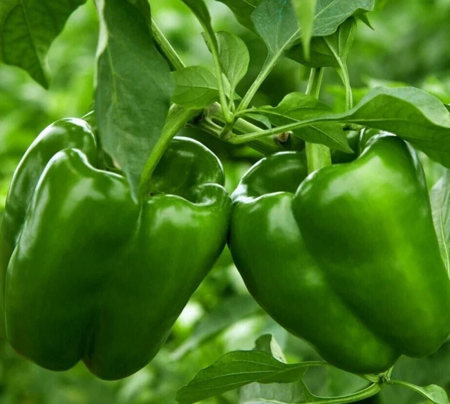 Emerald Giant Bell Pepper Seeds – 50+ Non-GMO Green Capsicum Annuum Vegetable Seeds for Home Garden & Container Growing