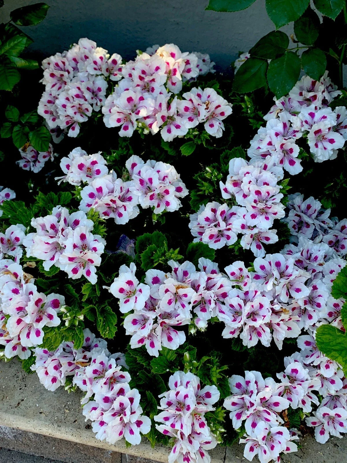 Geranium Cuttings 3-Pack White & Pink Pelargonium spp. Starter Plants for Garden, Container, and Window Box