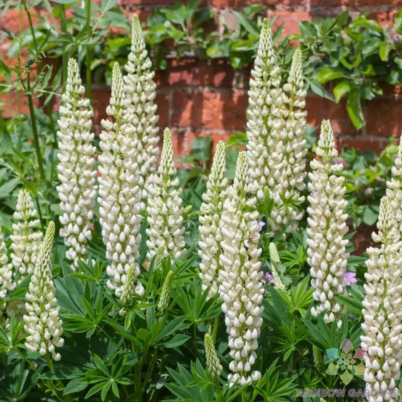 Noble Maiden Lupine Seeds - 25+ Pack | Lupinus polyphyllus | USA Grown