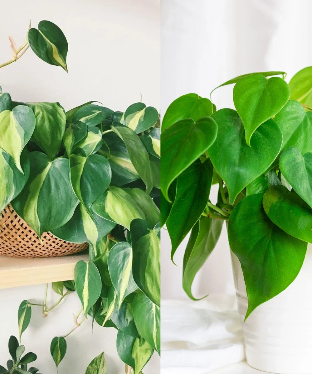 Philodendron Cuttings Combo | Unrooted Heartleaf & Brazil | Propagation Set | Philodendron hederaceum & bipinnatifidum