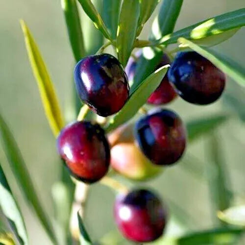Canino Olive Tree Seeds 10 Pack Olea europaea European Edible Fruit Plant for Gardening & Culinary Use