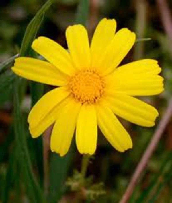 Garland Chrysanthemum Seeds 500 Count, Golden Yellow Blooms, Chrysanthemum morifolium, Flower Seeds for Garden Beds & Containers