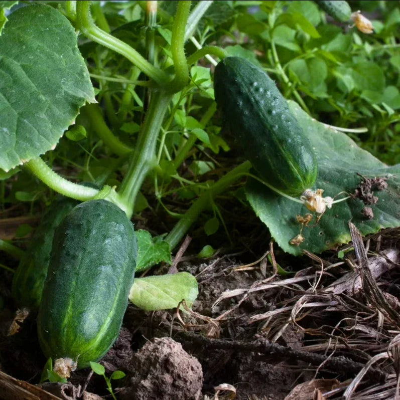 Cucumber Seeds 100 Non-GMO SPACEMASTER 80 Fast Growing Container Variety