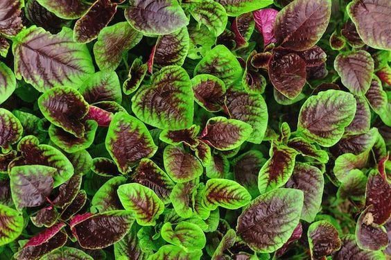 Red Garnet Amaranth Seeds - 500 Non-GMO Organic Amaranthus cruentus Seeds
