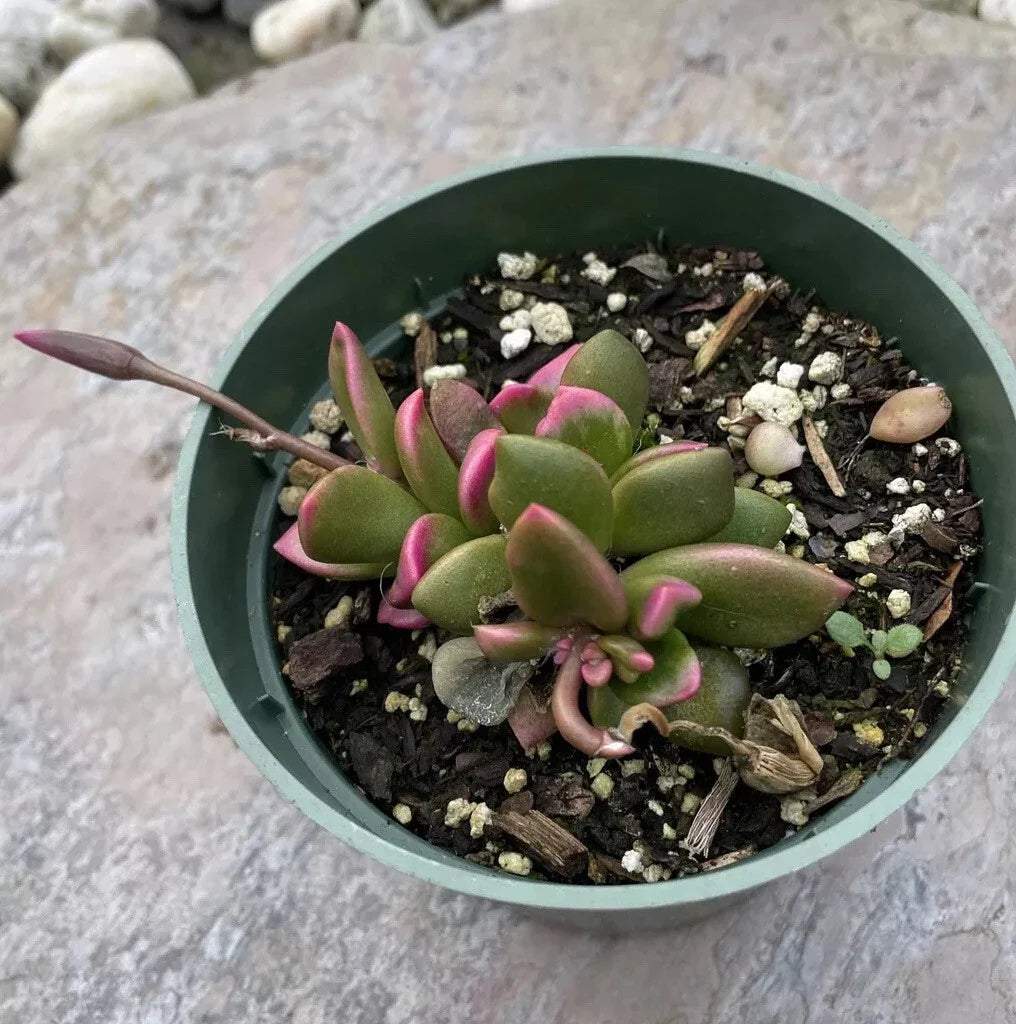 Rare Live Succulent Plant in 4" Plastic Pot - Sunrise Anacampseros Telephiastrum, Colorful Foliage, Drought Tolerant, Indoor or Outdoor