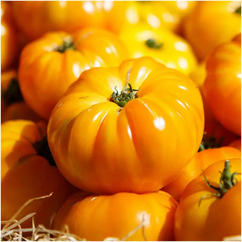 Yellow Brandywine Tomato Seeds - Heirloom Non-GMO Vegetable Seeds, Solanum lycopersicum, 50 Packets