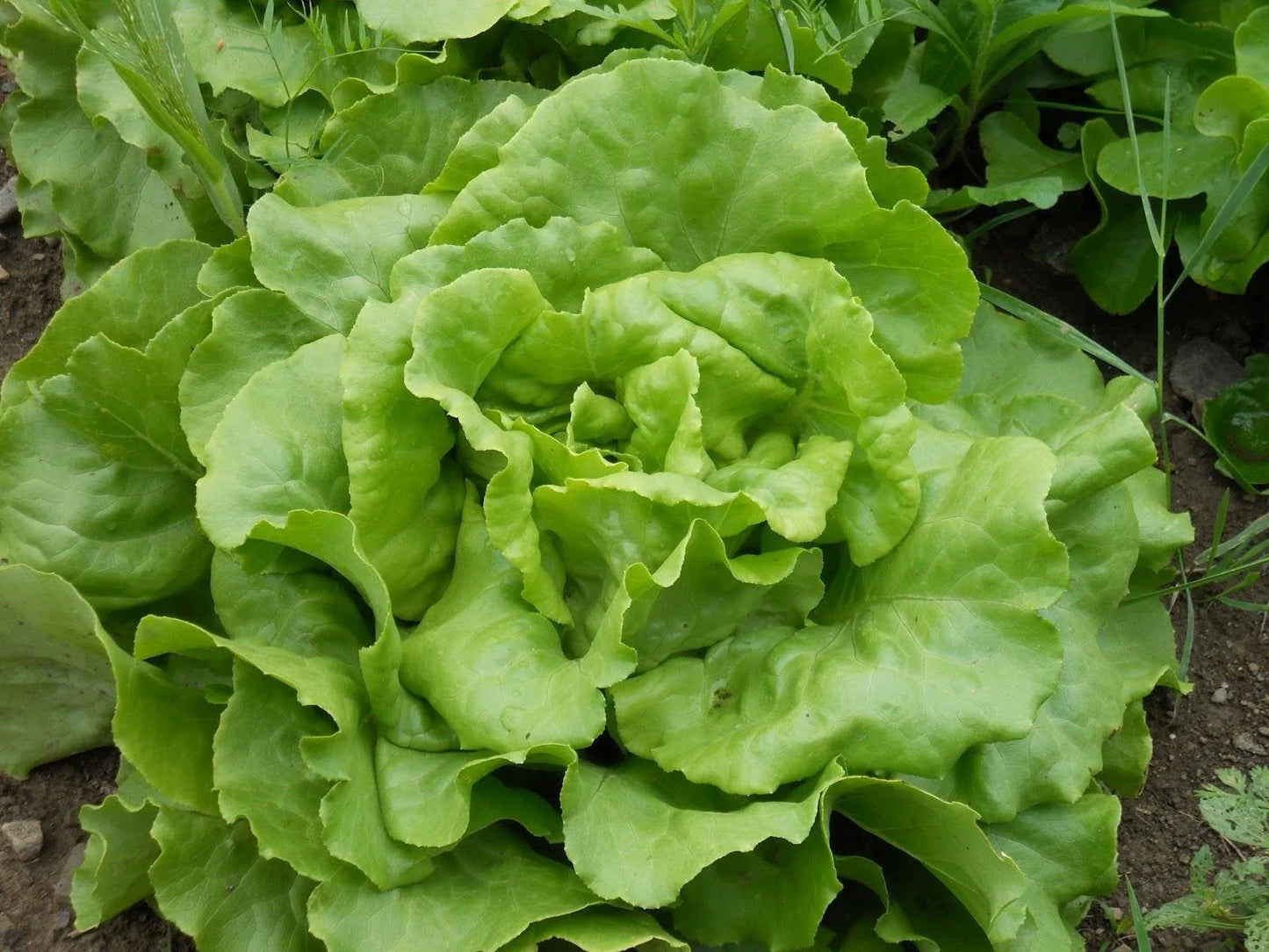 Bibb Butterhead Lettuce Seeds - Organic Heirloom Lactuca sativa for Salad, Container Gardening, Fresh Greens