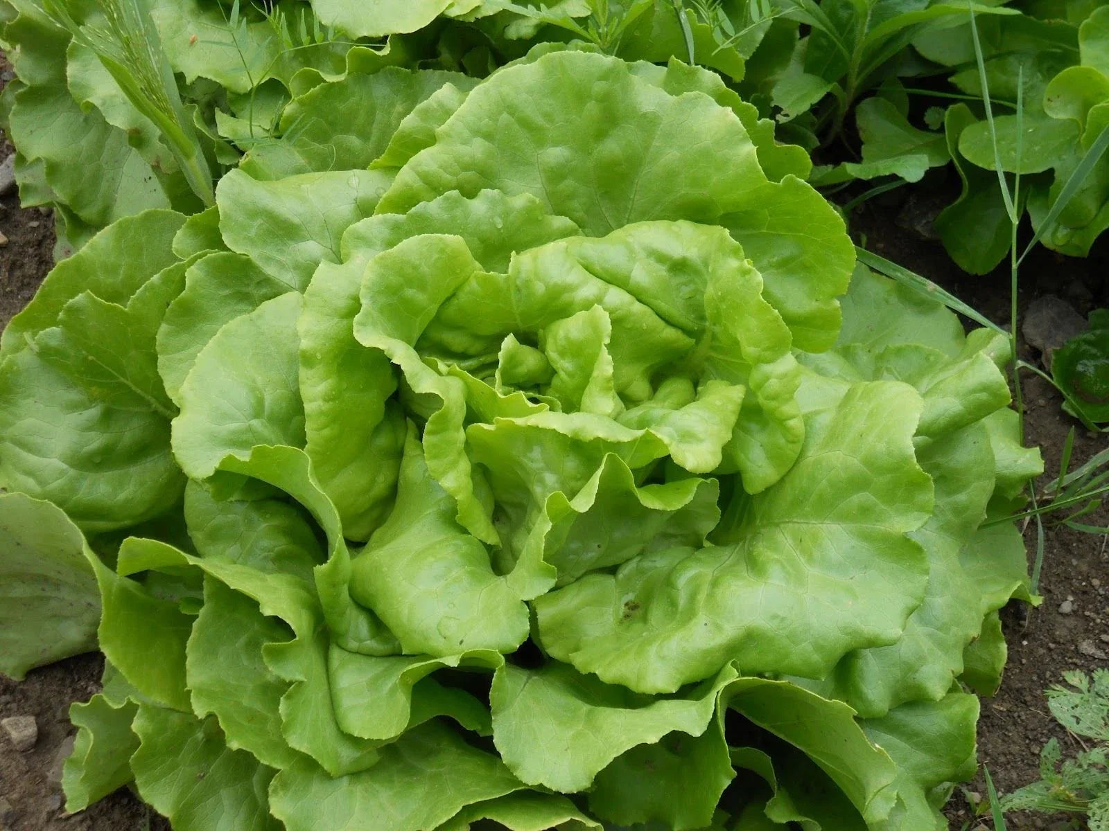 Bibb Butterhead Lettuce Seeds - Organic Heirloom Lactuca sativa for Salad, Container Gardening, Fresh Greens