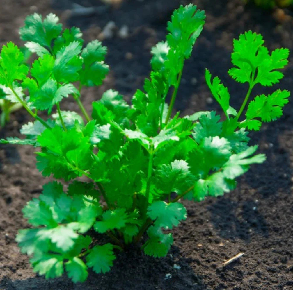 Cilantro Seeds 1000 Pack Non-GMO Coriander Seeds for Culinary Herb, Coriandrum sativum