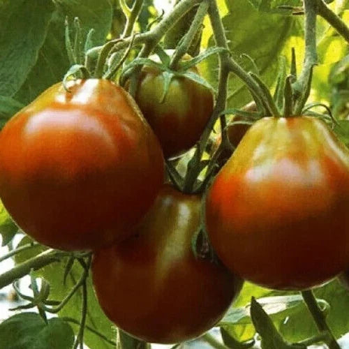 Black Truffle Tomato Seeds - Indeterminate Pear-Shaped Fruit - Solanum lycopersicum - 100+ Seeds for Organic Gardening