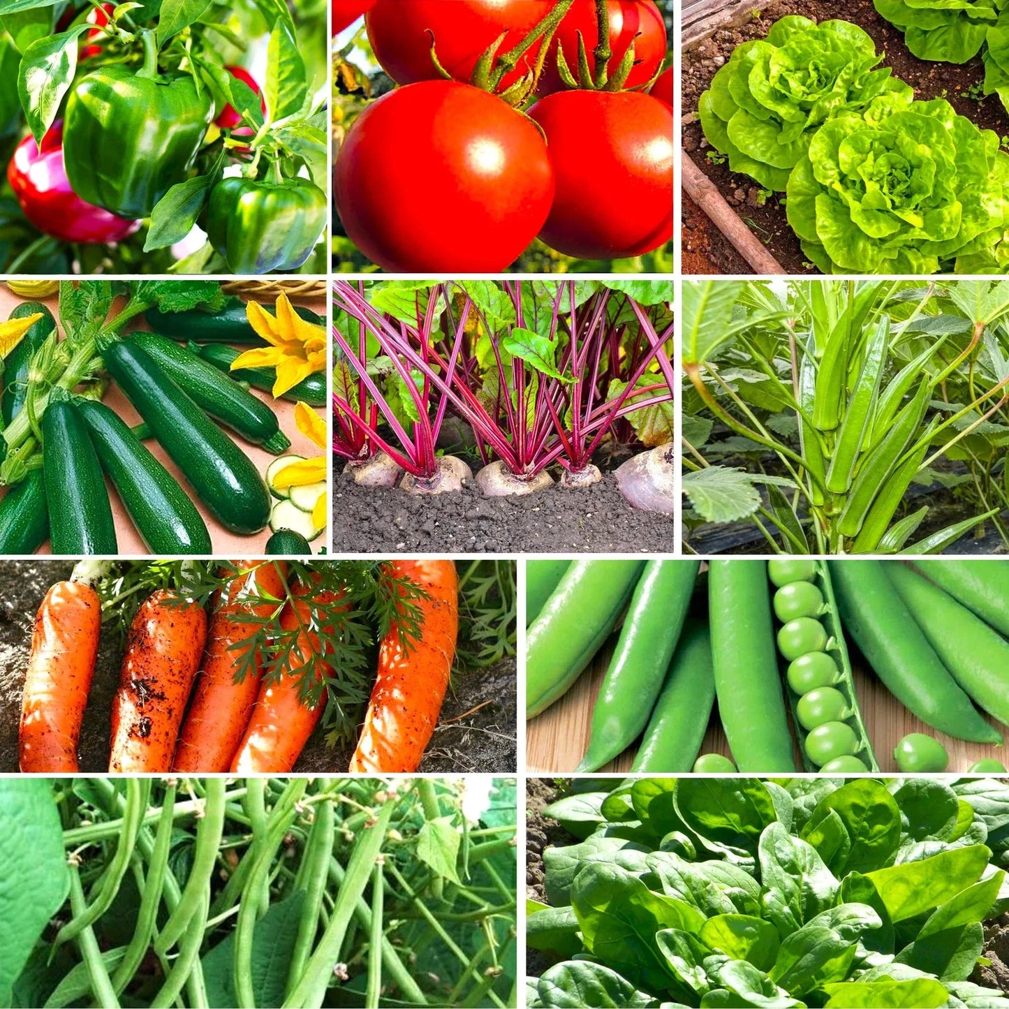 Vegetable Seeds Mix - 10 Varieties Non-GMO Heirloom Seeds for Gardening, Homegrown Vegetables, Organic, Full Sun