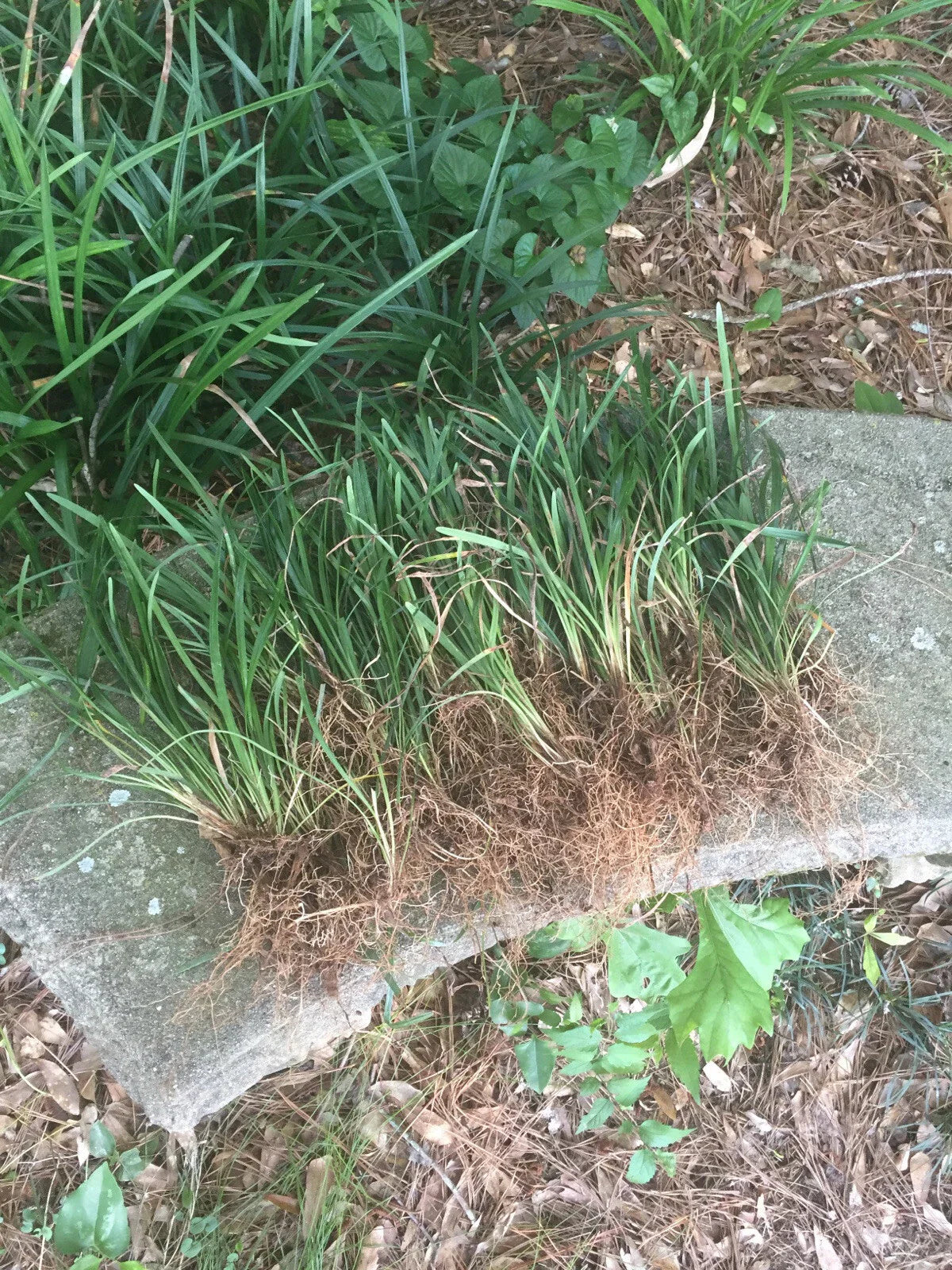 50 Bare Root Monkey Grass Plants, Evergreen Border Plants, Liriope muscari for Shade & Ground Cover