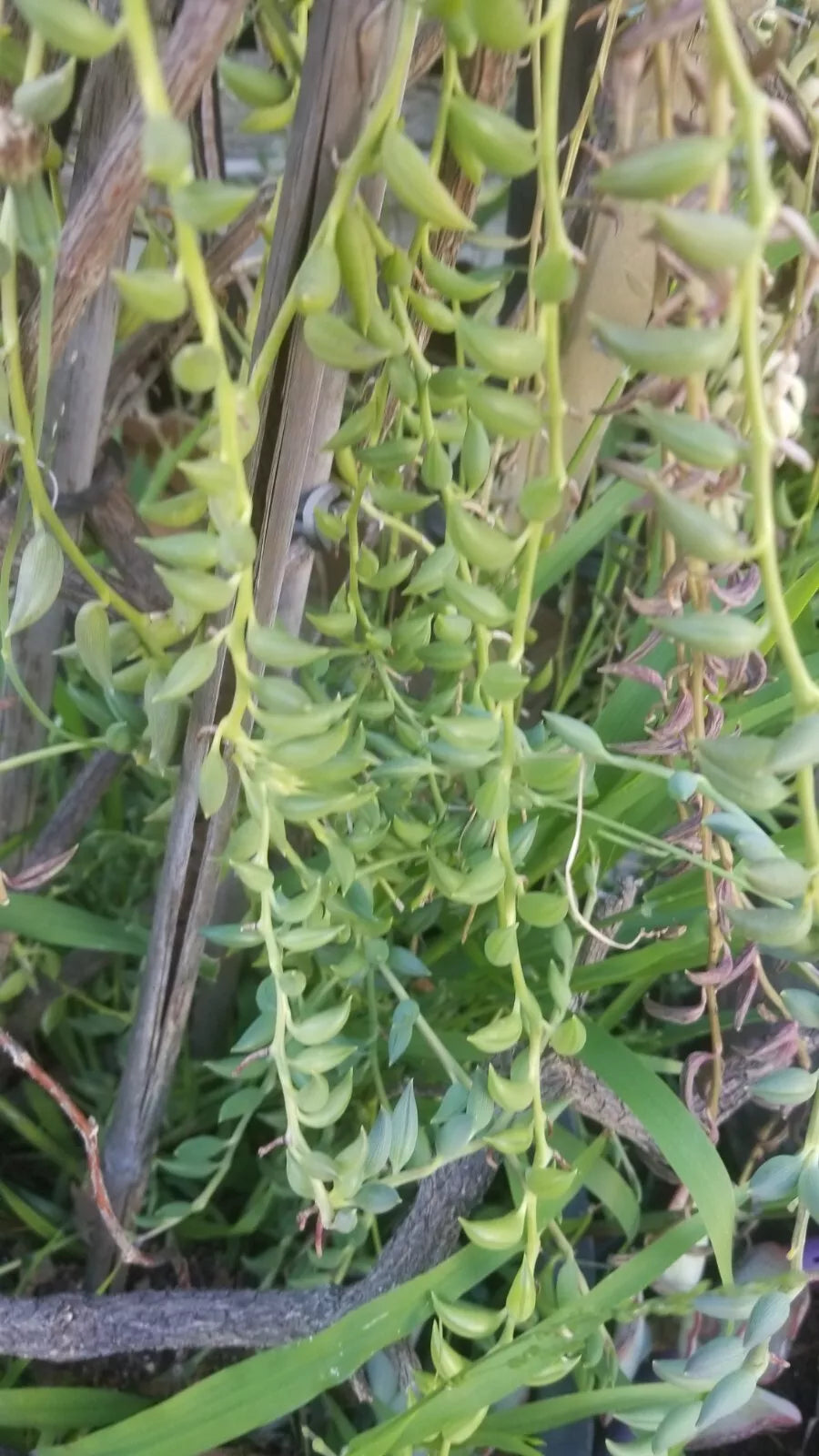 String of Bananas Cuttings - 5 Pack Senecio radicans Easy Care Succulent
