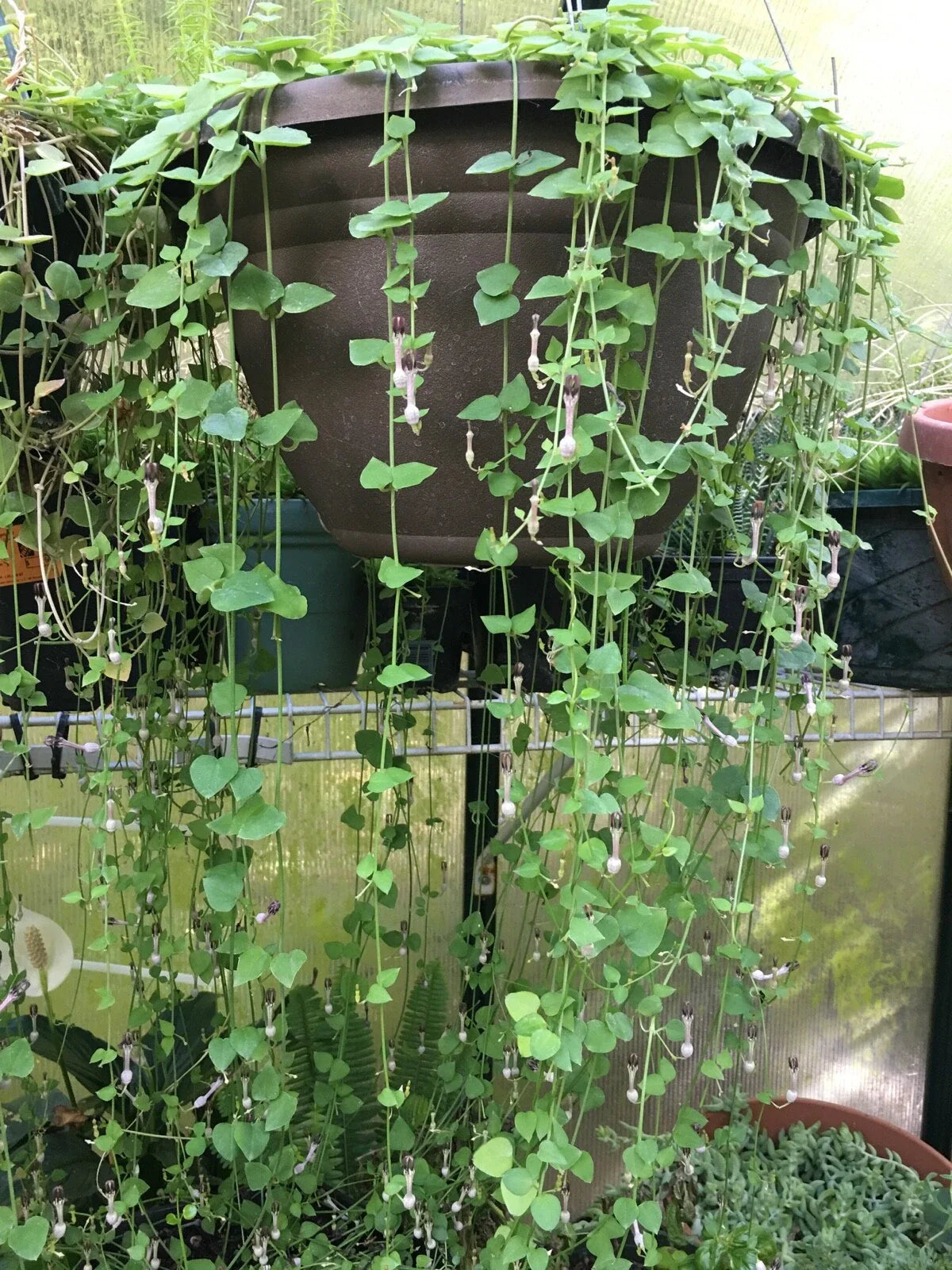 String of Hearts Cuttings 8" - Ceropegia woodii Rosary Vine Propagation - Indoor Hanging Plant Clippings