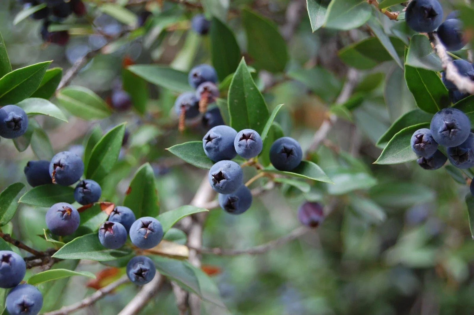 True Blue Sweet Myrtle Seeds - 30 Count - Aromatic Myrtus communis L. for Gardens, Landscaping & Hedges