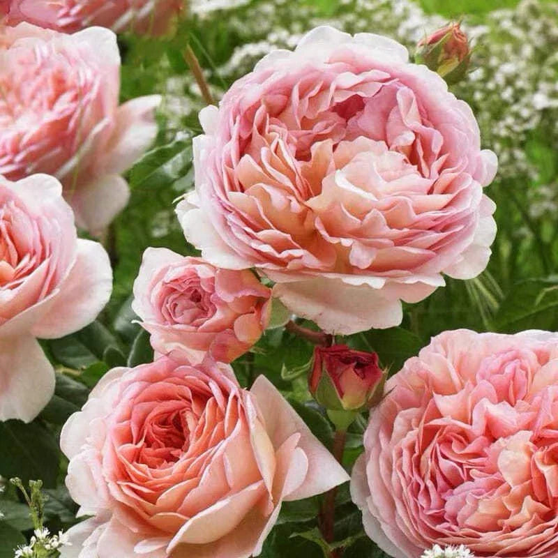 Auscot Rose Plant Unrooted Cuttings - 3 Fresh 6” Cuttings Rosa 'Auscot'