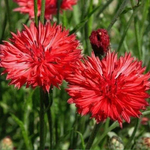 Cornflower Seeds Tall Red Bachelor Button Heirloom Non-GMO 400 Seeds Centaurea cyanus for Sun/Shade