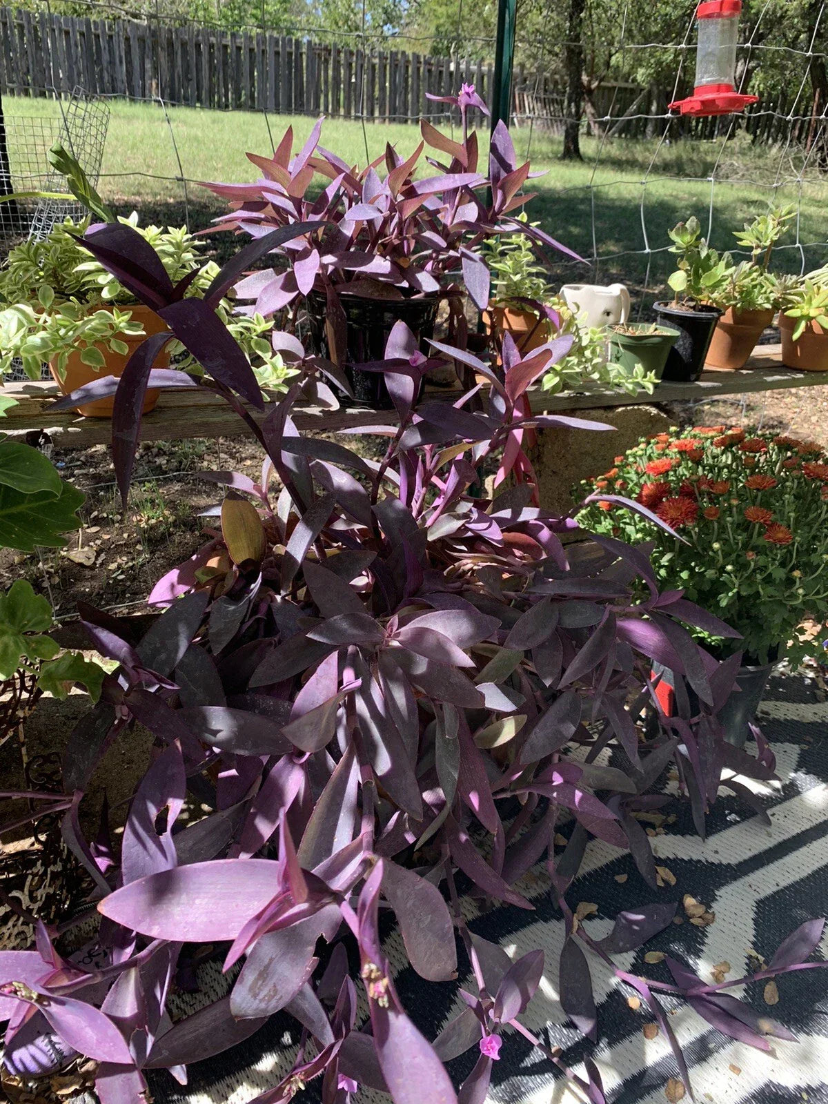 Purple Heart Wandering Jew Cuttings - Tradescantia Pallida Purpurea Live Plant for Propagation