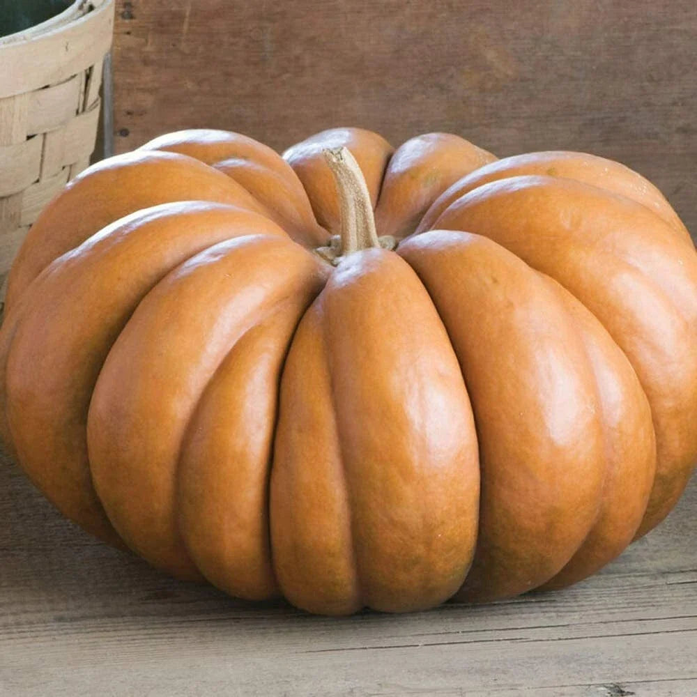 Fairytale Pumpkin Seeds – Heirloom Musquee de Provence Organic Vegetable Seeds, Non-GMO, Ribbed Pumpkin for Fall Decor & Cooking