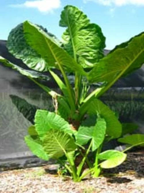Elephant Ear Taro Plant Starter - Borneo Giant, Alocasia Macrorrhiza, Tropical Foliage, Rooted Plant for Garden or Indoor