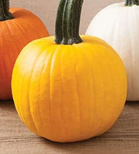 Yellow Pumpkin Seeds for Planting, 20 Seeds, Sunshine Variety, Cucurbita pepo