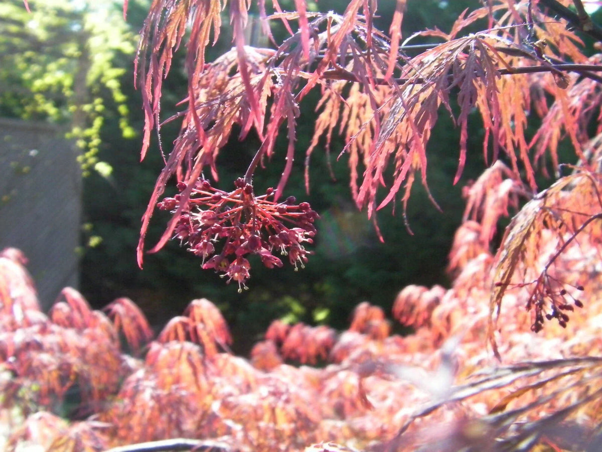 Japanese Maple Cuttings 4+4 Weeping Tree Garnet for Rooting and Grafting - Acer palmatum 'Garnet'