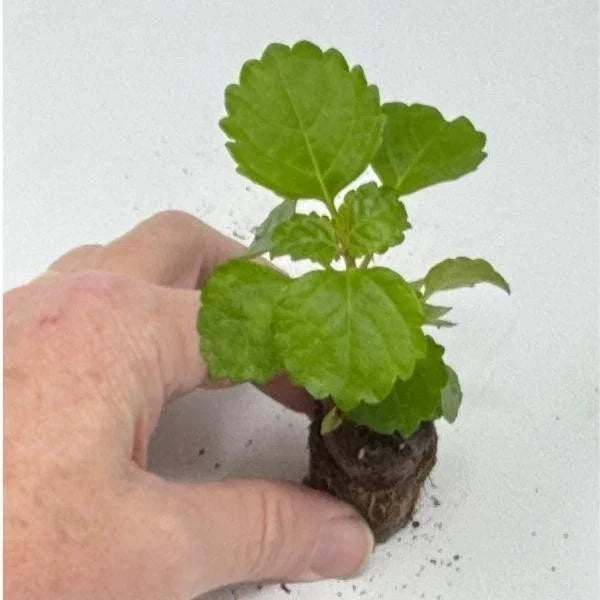 Plectranthus Swedish Ivy Green Live Rooted House Plant - Indoor Trailing Foliage, Easy Care, Air-Purifying, 12-24 Inches