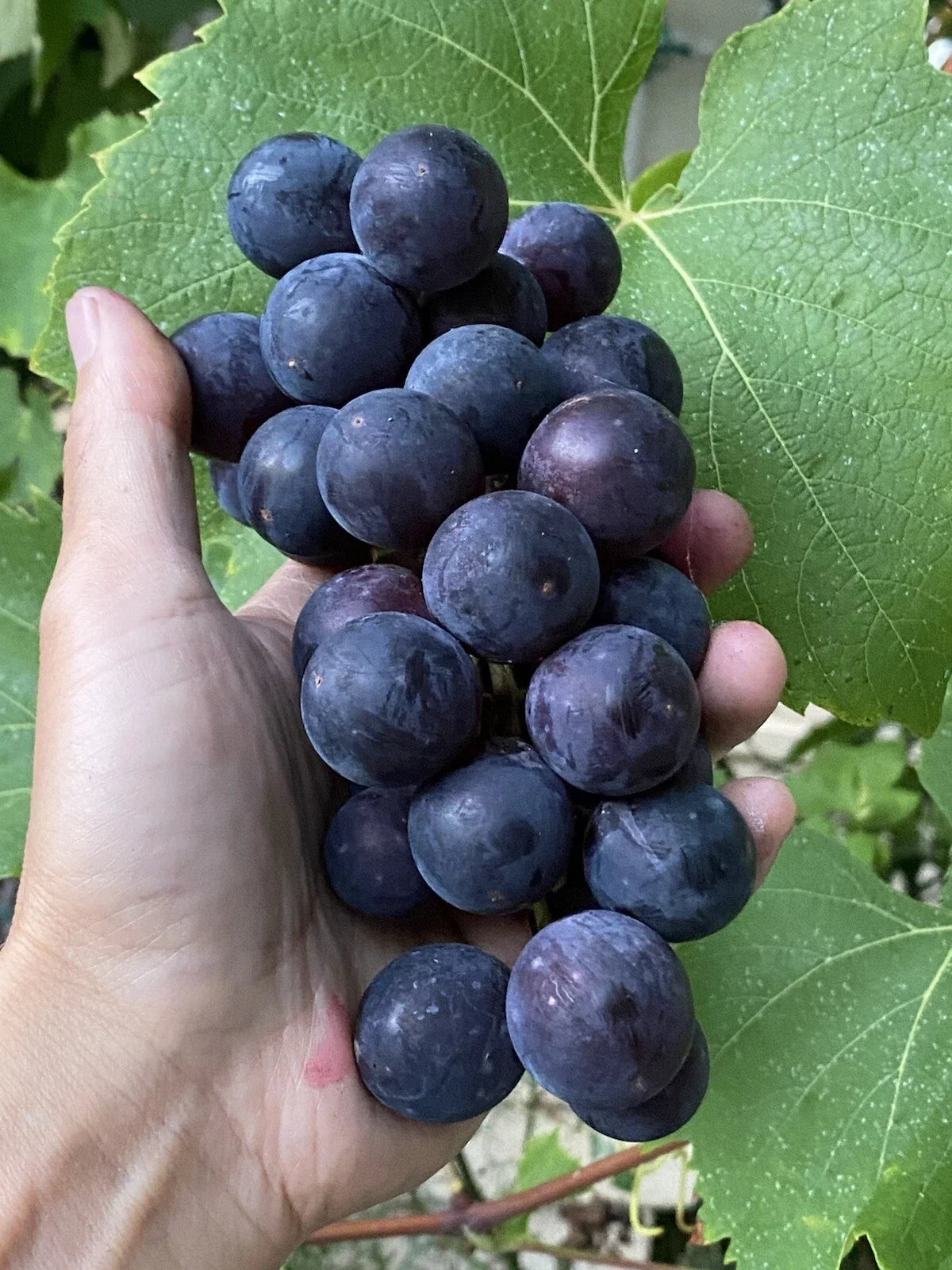 Everest Grape Cuttings - 4 Healthy Vitis vinifera 'Everest' Grafting or Rooting Cuttings for Garden