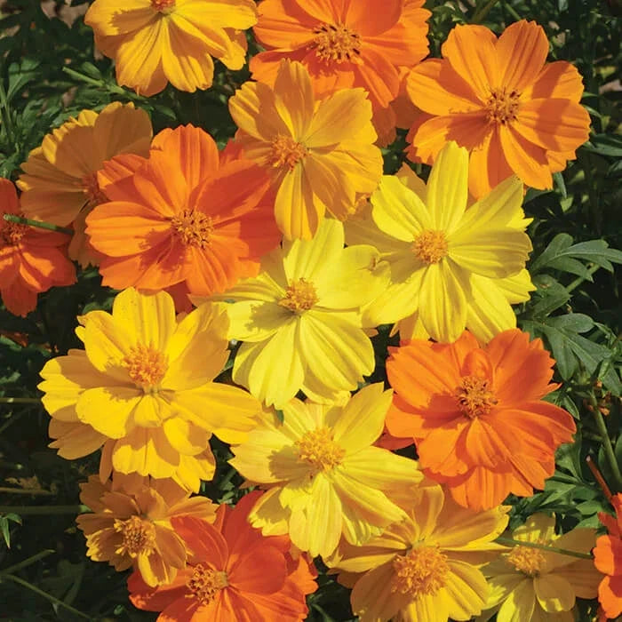 Bright Lights Cosmos Seeds - Non-GMO Flower Seeds for Garden - Cosmos bipinnatus - Colorful Annuals for Pollinator Gardens